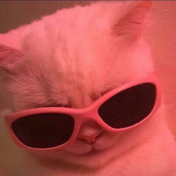 Создать мем: крутой кот, кот в розовых очках