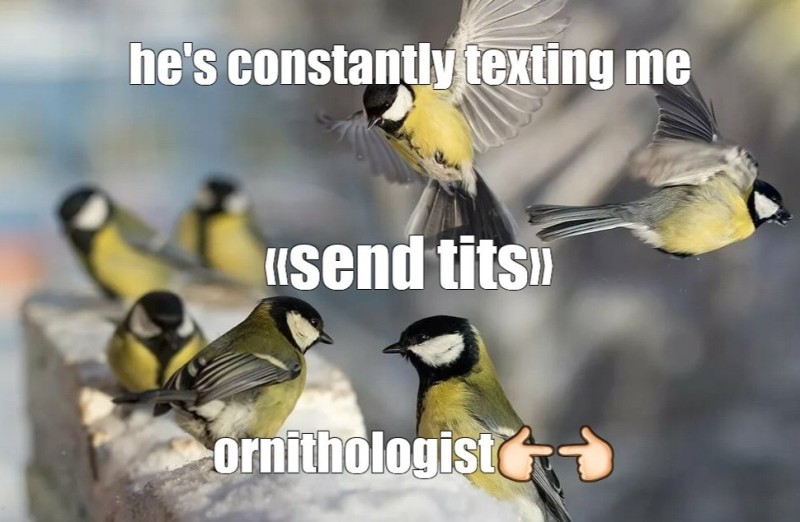 Create meme: blue tit lazorevka, chickadee , titmouse 