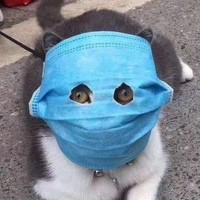 Создать мем: котята ходят в масках, котики, кот в маске собаки