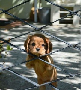 Create meme: mom, puppies cavalier king Charles Spaniel, waiting