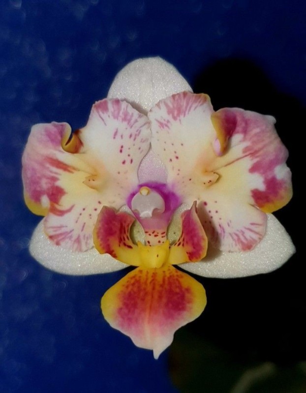 Создать мем: орхидея фаленопсис бабочка, фаленопсис биг лип жемчужина, орхидея