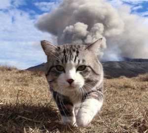 Создать мем: кот дымок, мемный кот, боевой кот