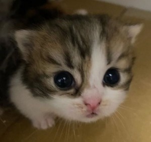 Create meme: cute kittens, seals, kitty