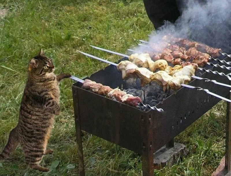 Create meme: a cat with a barbecue, kebabs are a joke, kebab 