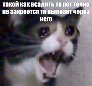Создать мем: плачущий кот мем картинки, плачущий кот, плачущий орущий кот мем