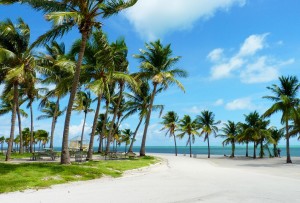 Create meme: Palma, palm tree, Miami beach