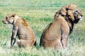 Создать мем: ссора прикольные картинки, лев до свадьбы и после фото, lions mating