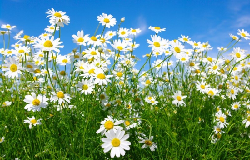 Создать мем: лето полевые цветы, ромашка луговая, поле с ромашками