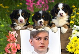 Create meme: mountain dog puppies, animal dog, mountain dog