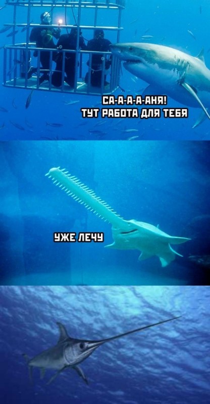 Создать мем: акула скат, акула пила, гребенчатый пилорыл
