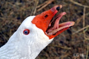 Create meme: goose bird, the beak of a goose
