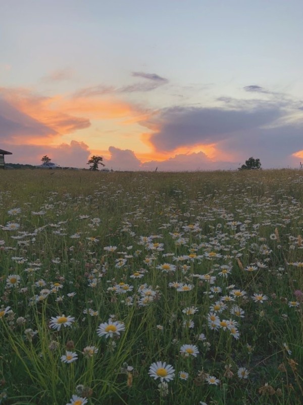 Create meme: chamomile field at sunset, meadow with daisies, a beautiful field of daisies