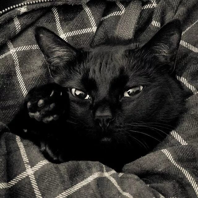Создать мем: черный кот эстетика, чёрная кошечка, сонная черная кошка