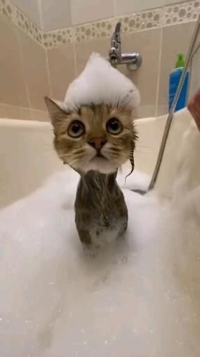 Создать мем: кот в ванне, милые котики смешные, котики смешные