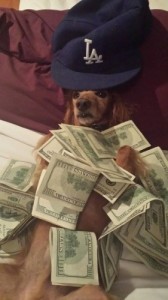 Create meme: The dog and the money