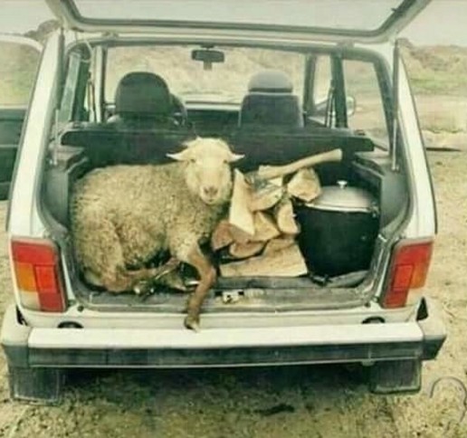 Создать мем: хозяин сказал что едем на шашлыки, машина для перевозки овец, овца за рулем