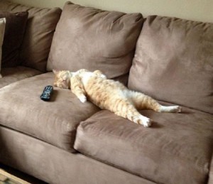 Создать мем: валяться на диване, кот валяется на диване, кот на диване
