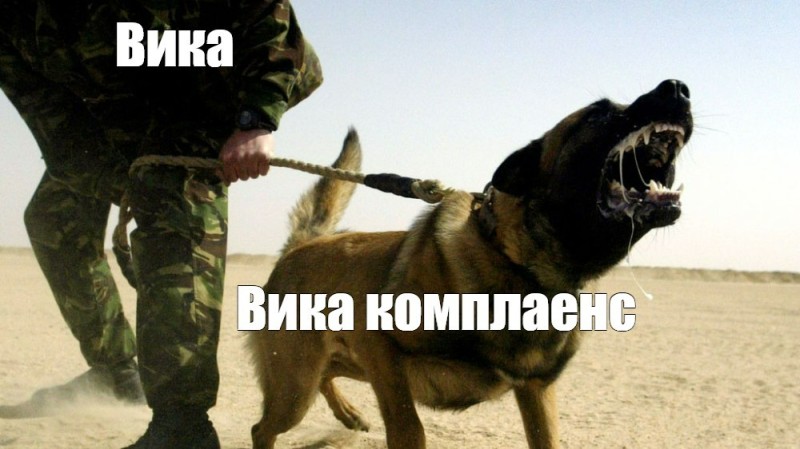 Create meme: the dog is on the attack, fighting dogs are aggressive, fighting dogs