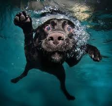 Create meme: pictures of a dog swimming in the water, dogs under water is wet, dogs under water beautiful