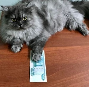 Создать мем: котики персидские, персидский кот, персидская голубая кошка