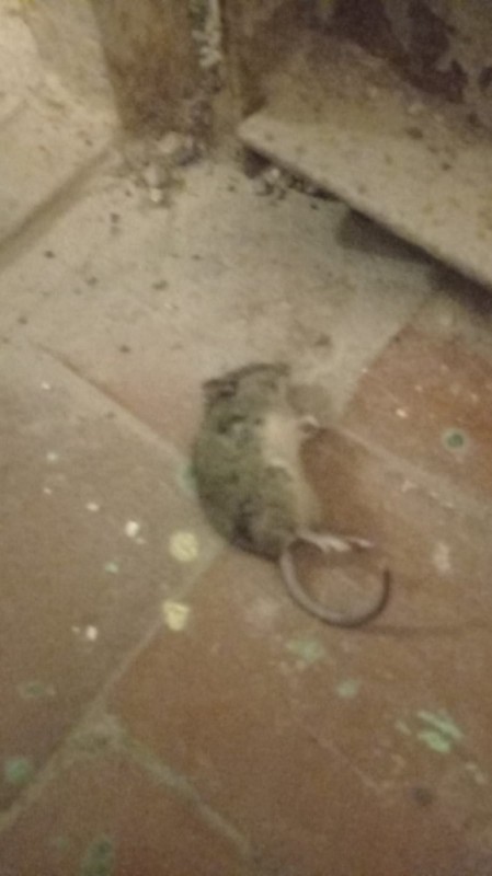 Create meme: dead mouse, rat , rodents 