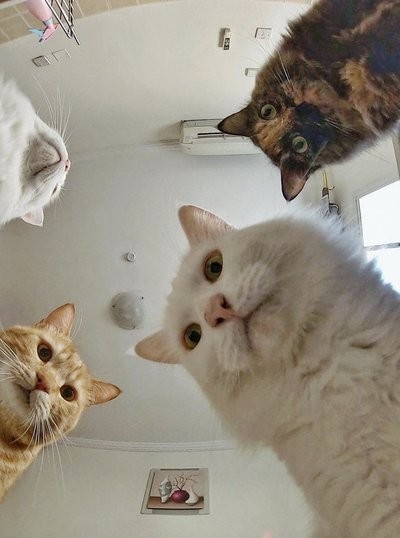 Create meme: cat cat cat, cat, memes with cats 