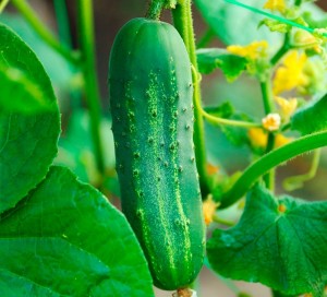 Create meme: varieties of cucumbers, cucumbers for open ground, cucumber