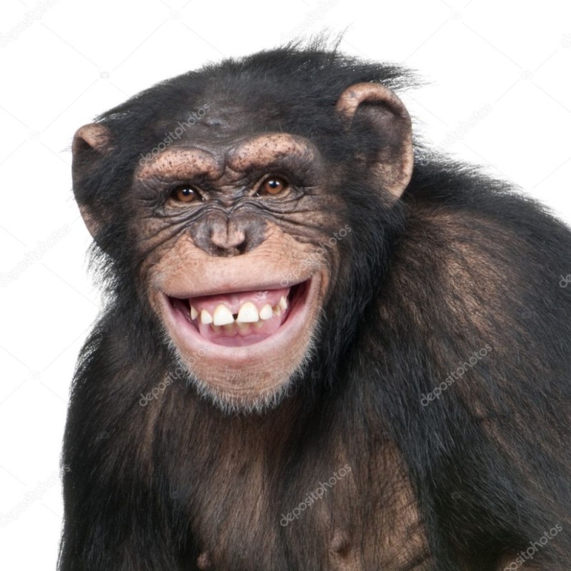Create meme: chimpanzees , smile chimpanzees, chimp smiles