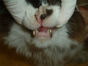 Create meme: thug cat photo, kitty cat, white cat with tongue