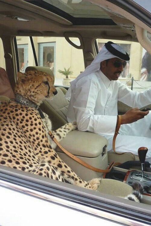 Создать мем: арабский шейх, богатый шейх, сафари леопарды машины