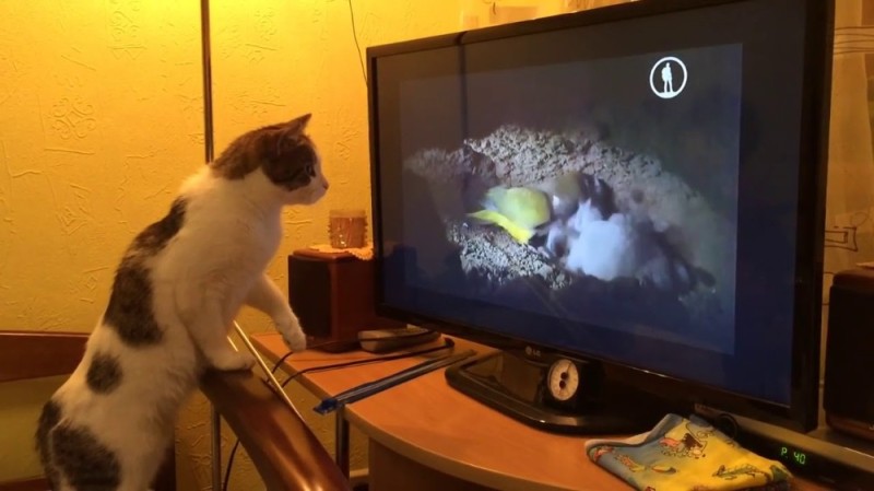 Create meme: cat , cat watching tv, cat 