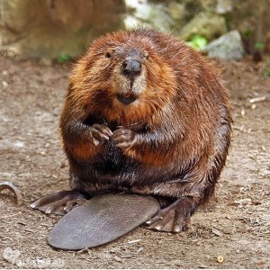 Create meme: Beavers
