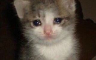 Создать мем: плачущий кот из мема, лефрут азазин, грустный котик мем со слезами