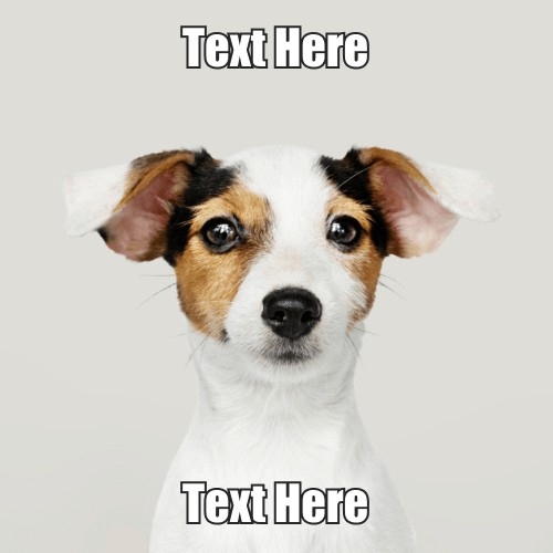 Create meme: jack the dog, dog Jack Russell Terrier, jack russell puppy