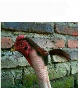 Создать мем: ponytail, chicken, Прическа