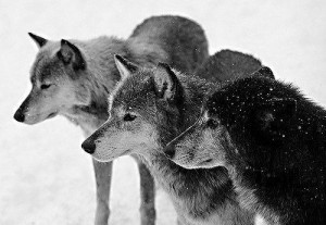 Create meme: wolf picture black and white, no matter who matter who opposite opposite, on the contrary no matter who matter who next