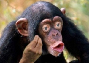 Создать мем: шимпанзе обыкновенный, обезьяна самец, обезьяна макака