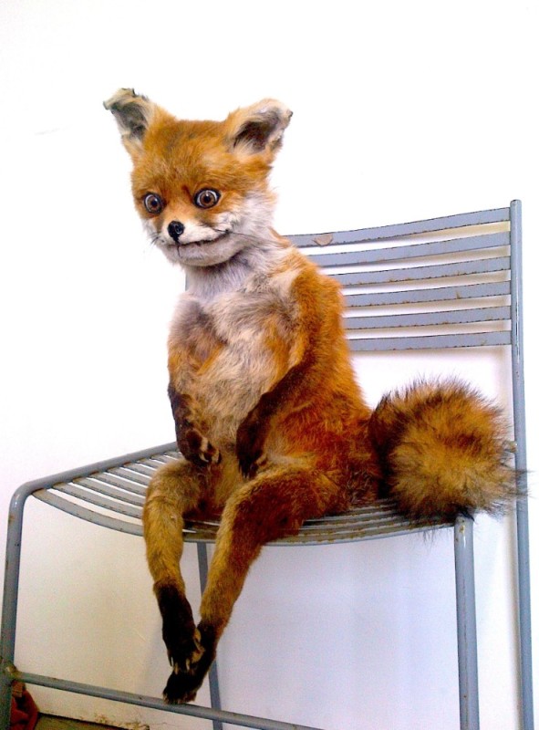 Create meme: a fox on a chair, meme stoned Fox , stoned Fox