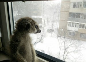 Create meme: zoo in Bratsk, will come, meerkat
