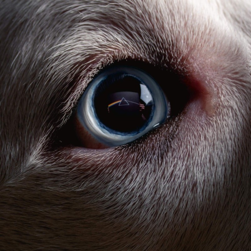 Create meme: the eyes of animals, eyes , her eyes
