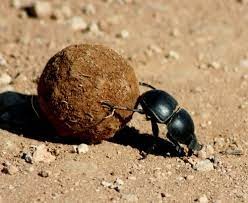 Create meme: the beetle beetle scarab, the scarab, dung beetle