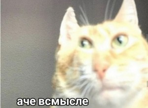 Create meme: memes with cats, cat, Cat
