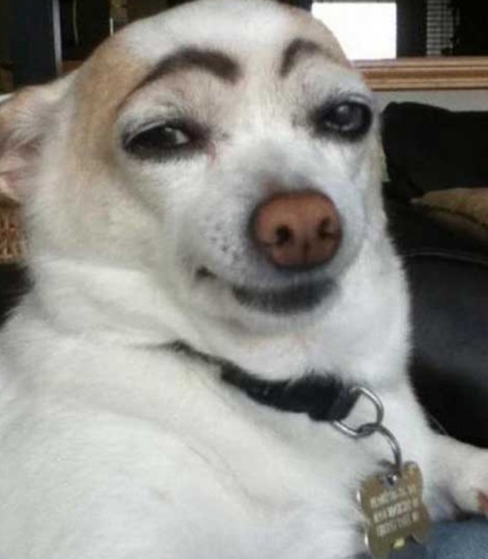 Create meme: funny dog with eyebrows, chihuahua with painted eyebrows, meme of a dog with eyebrows