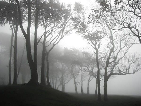 Create meme: dark forest, the landscape is gloomy, thick fog 
