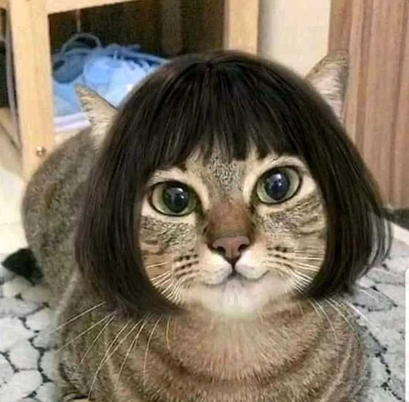 Create meme: cat funny , a cat with a square, a cat in a wig