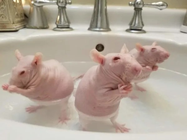 Create meme: rat Sphinx , bald Sphynx rat, the bald rat is washing