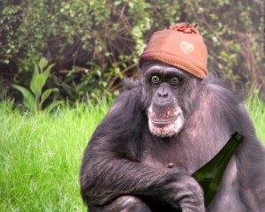 Create meme: title monkeys with pictures, Bonobo male, gorilla photo