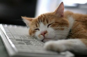 Создать мем: кот спит на клавиатуре, котик на клавиатуре, котенок на ноутбуке