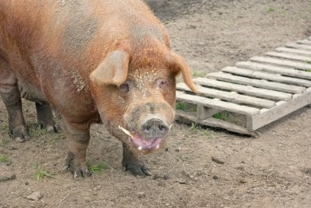 Create meme: piglets of the Duroc breed, pig breeds, boar Duroc
