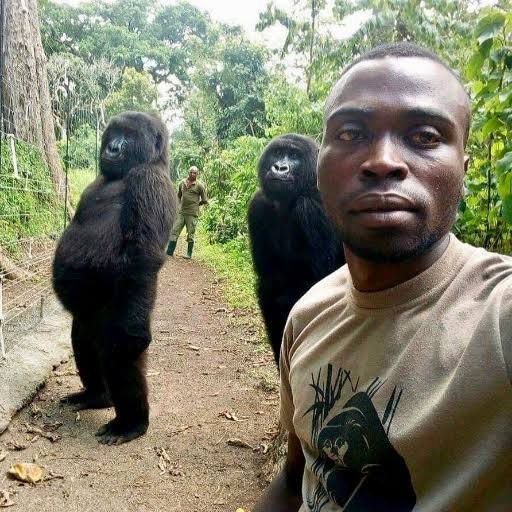 Создать мем: работники парка в конго селфи с гориллами, обезьяна горилла, две гориллы